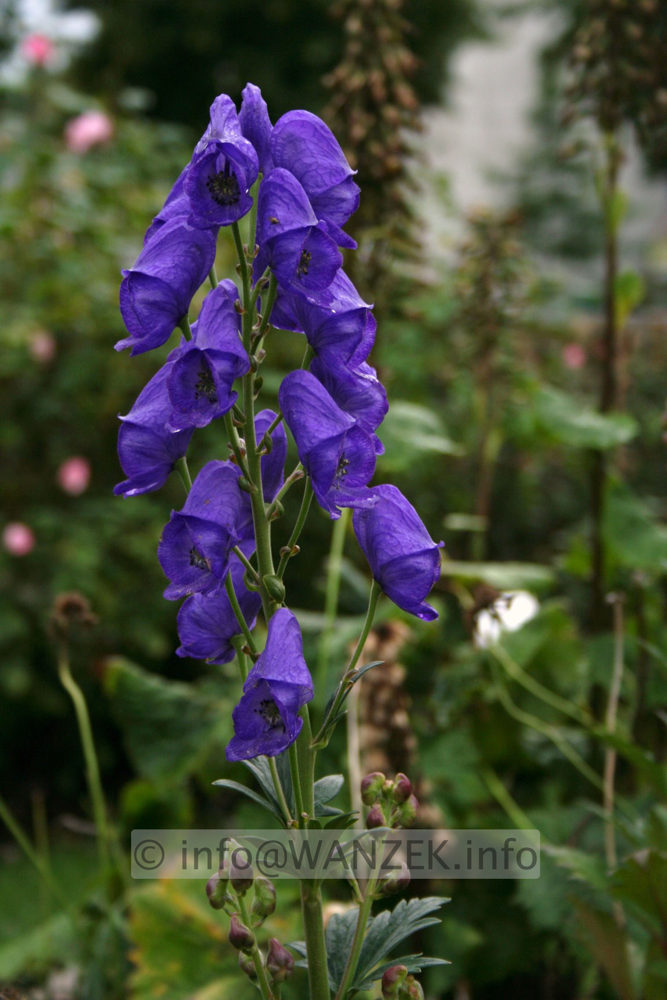 Aconitum arendsii .jpg
